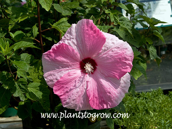 Strawberry Swirl Hardy Hibiscus (Hibiscus x moscheutos)